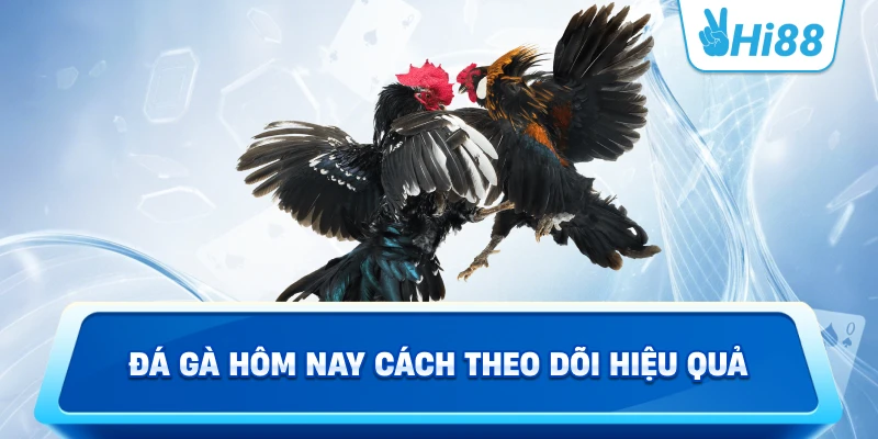 Đá Gà Hôm Nay Cách Theo Dõi Hiệu Quả