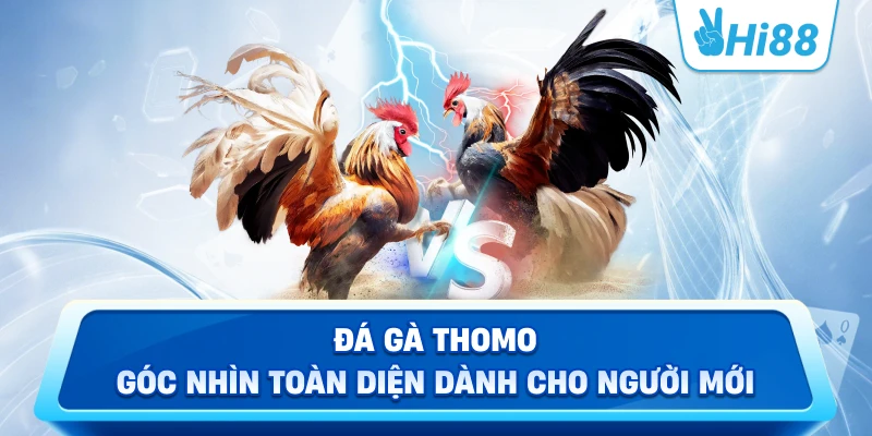 Đá Gà Thomo Góc Nhìn Toàn Diện Dành Cho Người Mới