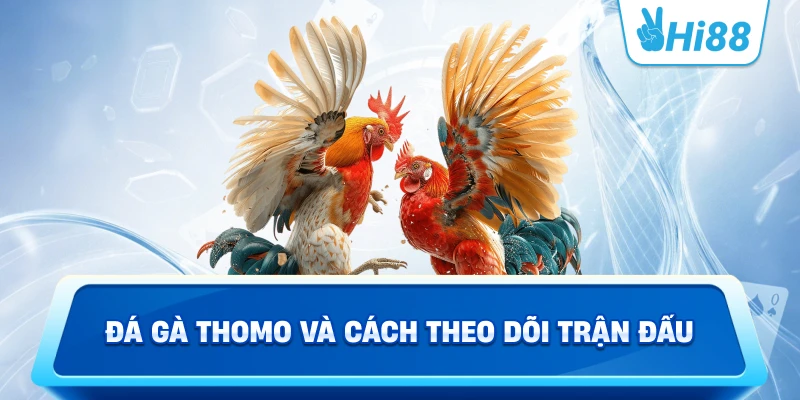 Đá Gà Thomo Và Cách Theo Dõi Trận Đấu