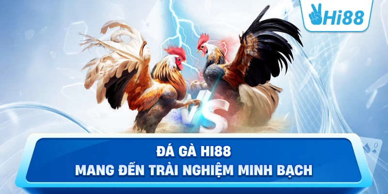 Đá gà Hi88 mang đến trải nghiệm minh bạch